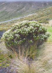 Veronica odora. Habit. Takitimu Mts, Southland.
 Image: P.J. Garnock-Jones © Te Papa CC-BY-NC 3.0 NZ